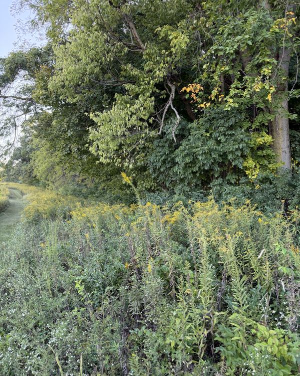 Before: goldenrod and brush along the woods, mulched to the dirt, Groveport, Franklin County