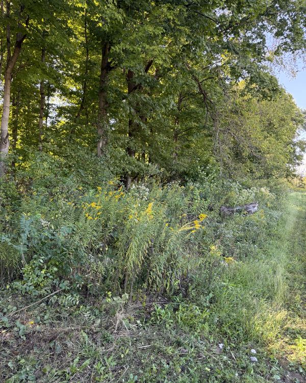 Before: long wood line and field edge opened back up, Groveport, Franklin County